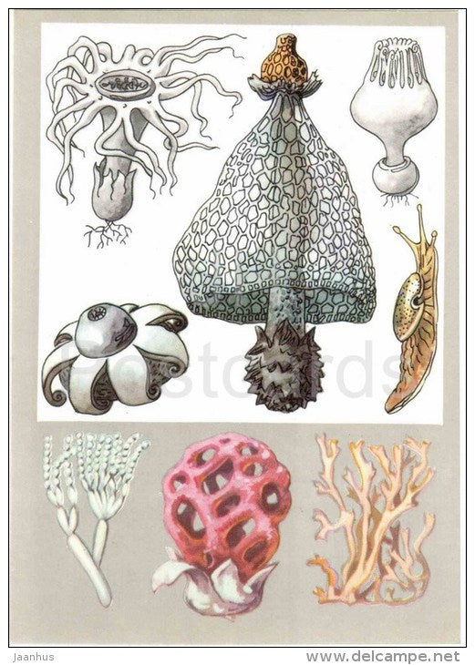 Ramaria stricta - penicillum fungi - fungus Geastrum - Mushrooms - Fowers - Amazing Plants - 1976 - Russia USSR - unused - JH Postcards