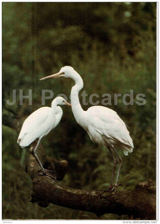 Great egret - Egretta alba - bird - Zoo Animals - Czehoslovakia - unused - JH Postcards