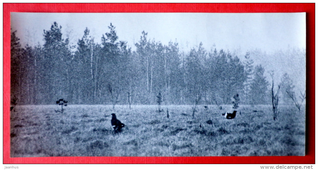 Blackcock - birds - Oka Nature reserve - 1973 - USSR Russia - unused - JH Postcards