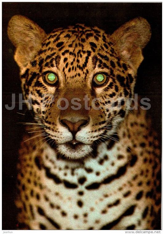 Jaguar - Panthera onca - large format card - Tallinn Zoo 50 - 1989 - Estonia USSR - unused - JH Postcards