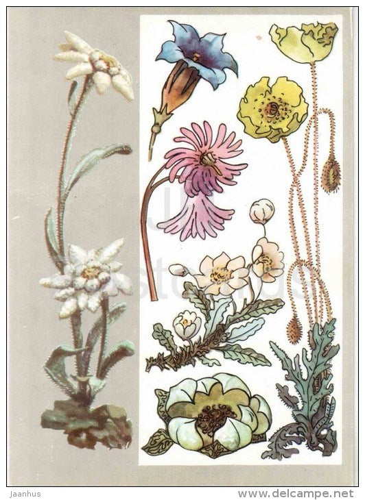 Alpine poppy - soldanella - gentian - edelweiss - Alpine Plants - Amazing Plants - 1976 - Russia USSR - unused - JH Postcards