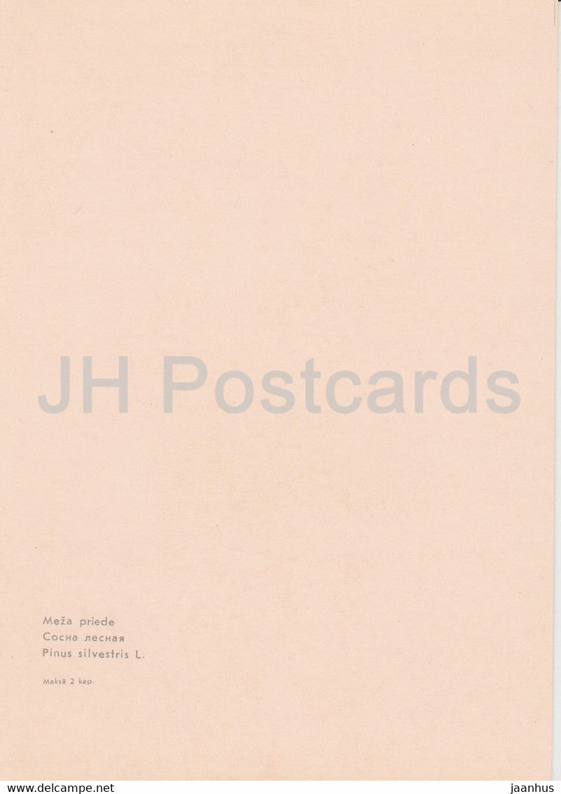 European red pine - Pinus sylvestris - plants - Latvia USSR - unused