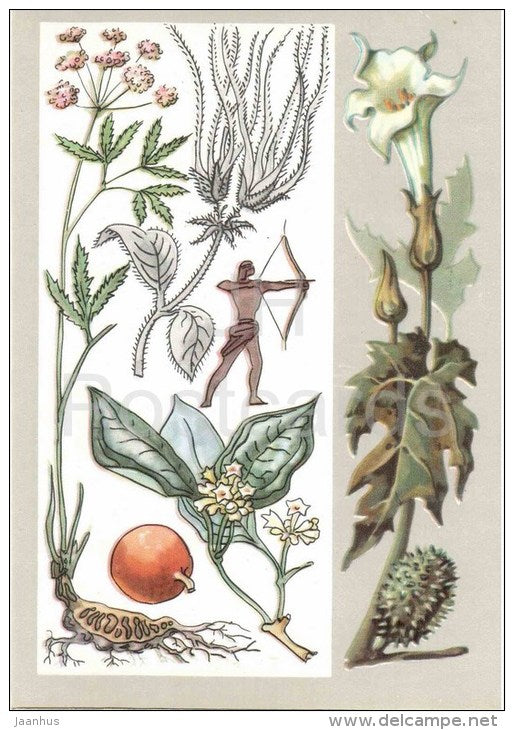 datura - Strychnos - strophanthus - milestones poisonous - Noxious Plants - Amazing Plants - 1976 - Russia USSR - unused - JH Postcards