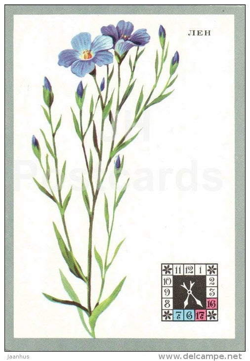 Flax - Linum - Flowers-Clock - plants - flowers - 1980 - Russia USSR - unused - JH Postcards