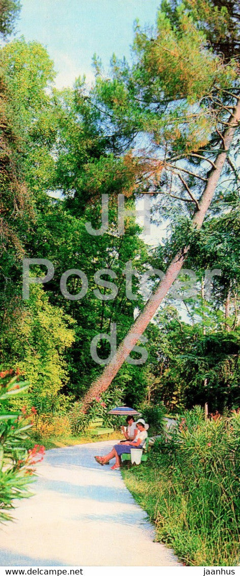 Sochi - Dendrarium - The Pine - plants - trees - 1979 - Russia USSR - unused - JH Postcards