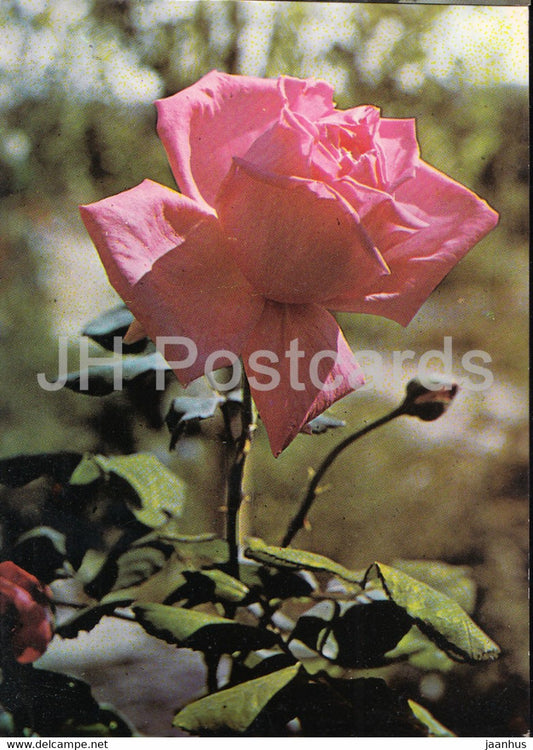 Pink Rose - 1 - flowers - plants - Bulgaria - unused - JH Postcards