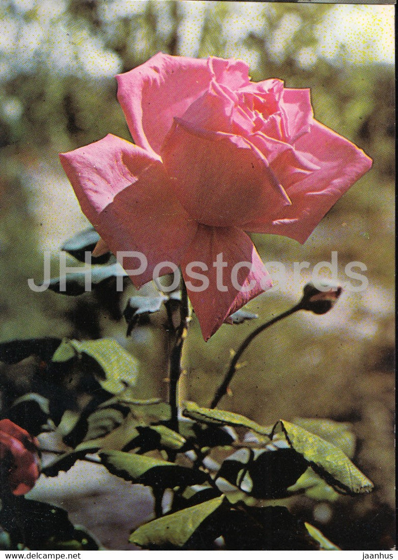 Pink Rose - 1 - flowers - plants - Bulgaria - unused - JH Postcards