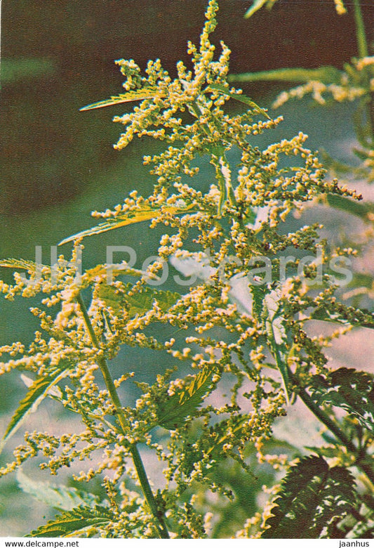 Common Nettle - Urtica dioica - Medicinal Plants - 1981 - Russia USSR - unused - JH Postcards