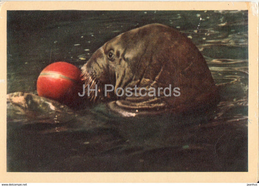 Walrus - Odobenus rosmarus - animals - zoo - 1963 - Russia USSR - unused - JH Postcards