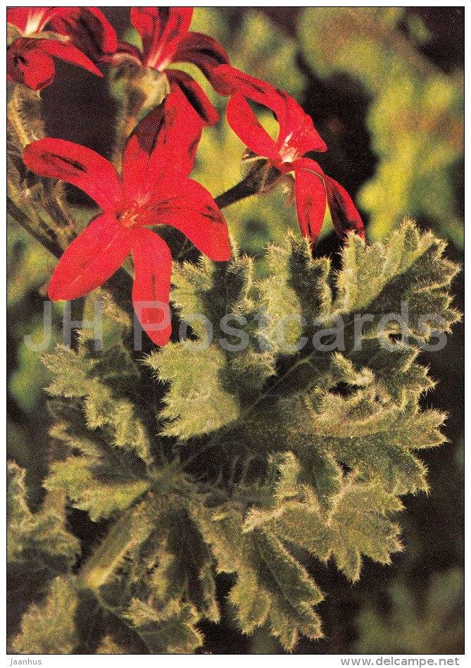 Pelargonium schottii - flowers - Geranium - 1985 - Czech - Czechoslovakia - unused - JH Postcards