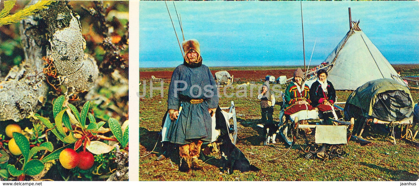Alpine bearberry - Arctous alpina - native people - plants -  Tundra in bloom - 1973 - Russia USSR - unused - JH Postcards
