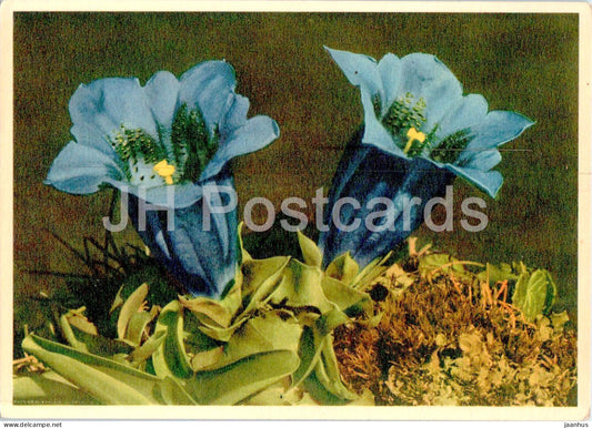 Gentiana acaulis - Stemless Gentian - Stengelloser Enzian - 2126 - old postcard - flowers - Switzerland - unused