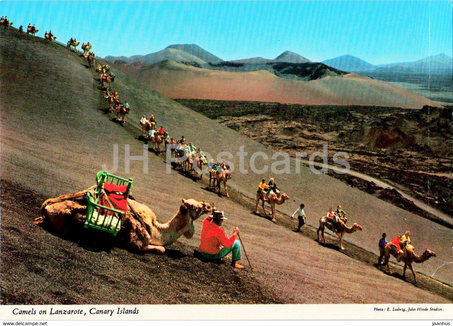Camels on Lanzarote - Canary Islands - animals - Spain - unused - JH Postcards