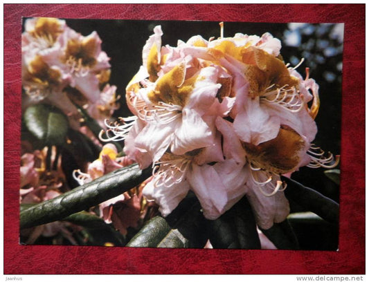 rhododendron - Madame A. Moser -  flowers - Czechoslovakia - unused - JH Postcards
