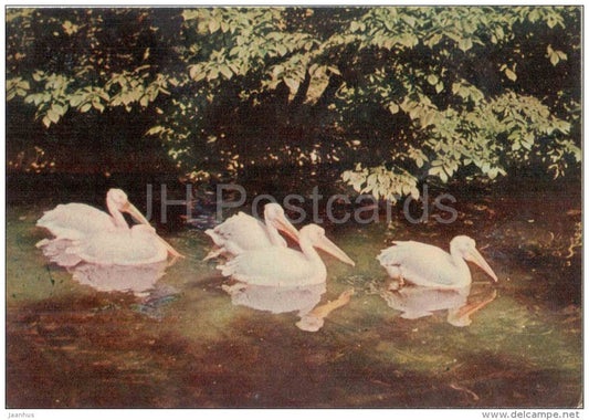 Great white pelican - Pelecanus onocrotalus - birds - postcard on thin paper - Riga Zoo - Latvia USSR - unused - JH Postcards