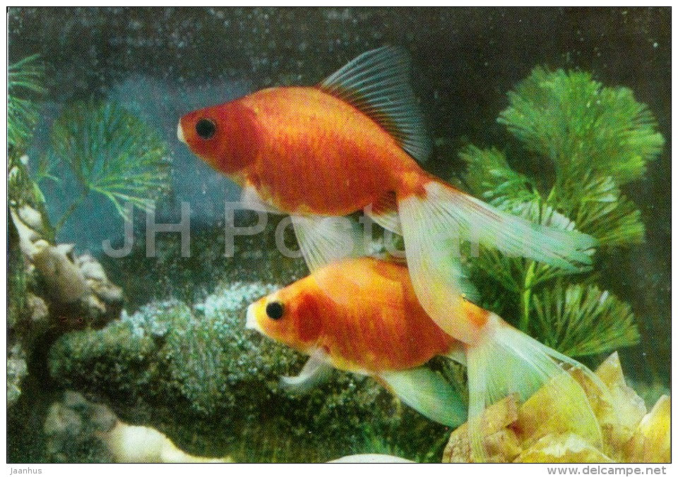 5 - Ornamental Fishes - old postcard - Vietnam - unused - JH Postcards