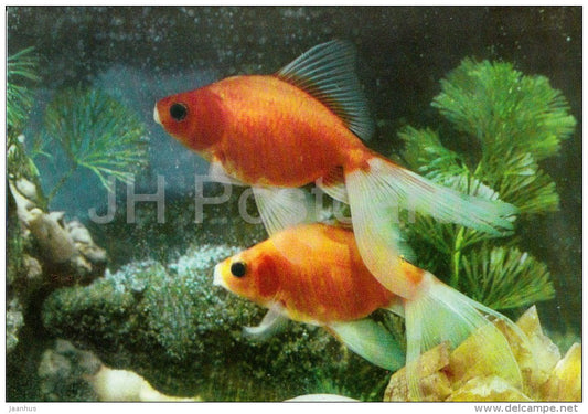 5 - Ornamental Fishes - old postcard - Vietnam - unused - JH Postcards