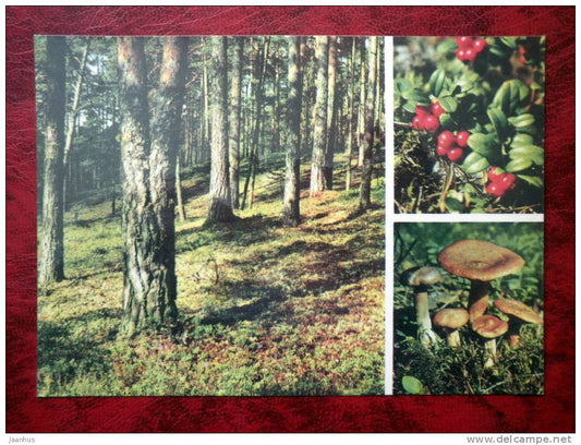 Estonian Nature - Pine, lingonberries, mushrooms - USSR - 1977 - unused - JH Postcards