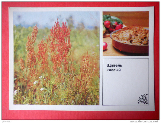 Red Sorrel , Rumex acetosella - casserole from sorrel - Dishes of Wild Herbs - 1985 - Russia USSR - unused - JH Postcards