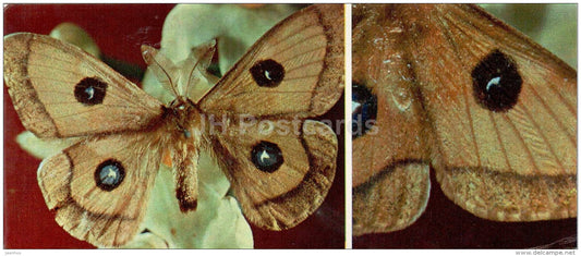 Neoris Galerope - butterfly - 1976 - Russia USSR - unused - JH Postcards
