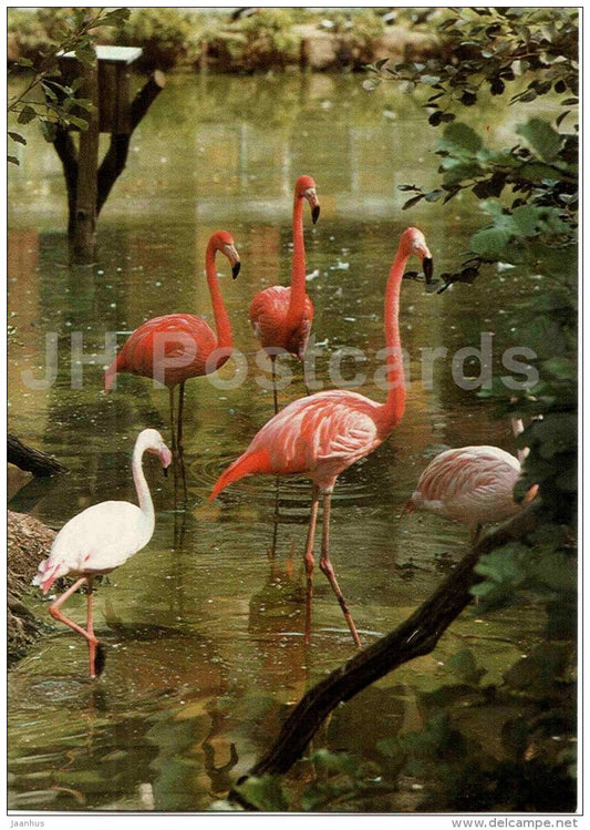 American flamingo - Phoenicopterus ruber - bird - Zoo Animals - Czehoslovakia - unused - JH Postcards