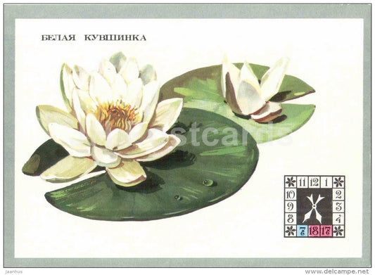 White Water Lily - Nymphaeaceae - Flowers-Clock - plants - flowers - 1980 - Russia USSR - unused - JH Postcards