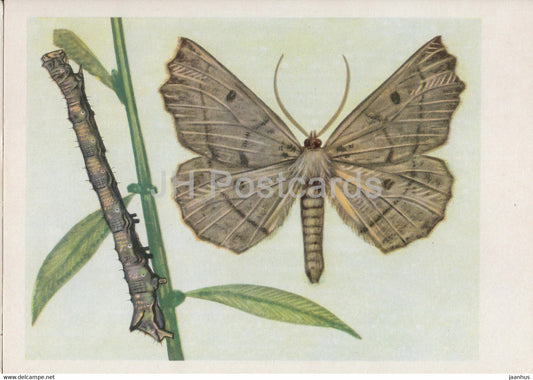 Ciosnik dwuzebek - Gonodontis bidentata - moth - insects - illustration - Poland - unused - JH Postcards