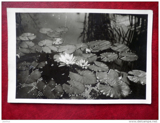 Greeting  Card - water lily - flowers - 1955 - Estonia USSR - used - JH Postcards