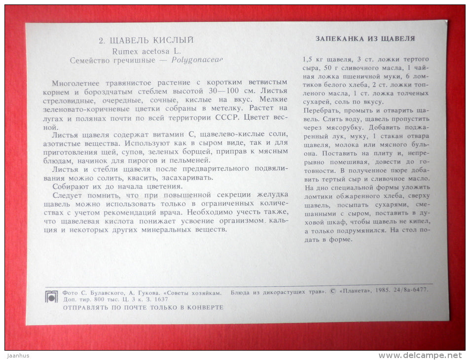 Red Sorrel , Rumex acetosella - casserole from sorrel - Dishes of Wild Herbs - 1985 - Russia USSR - unused - JH Postcards