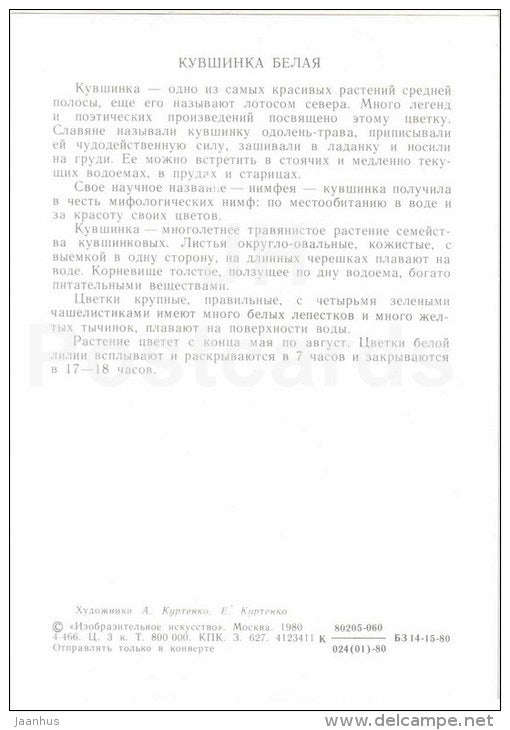 White Water Lily - Nymphaeaceae - Flowers-Clock - plants - flowers - 1980 - Russia USSR - unused - JH Postcards