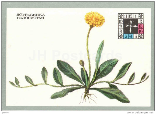 Mouse-ear Hawkweed - Hieracium pilosella - Flowers-Clock - plants - flowers - 1980 - Russia USSR - unused - JH Postcards
