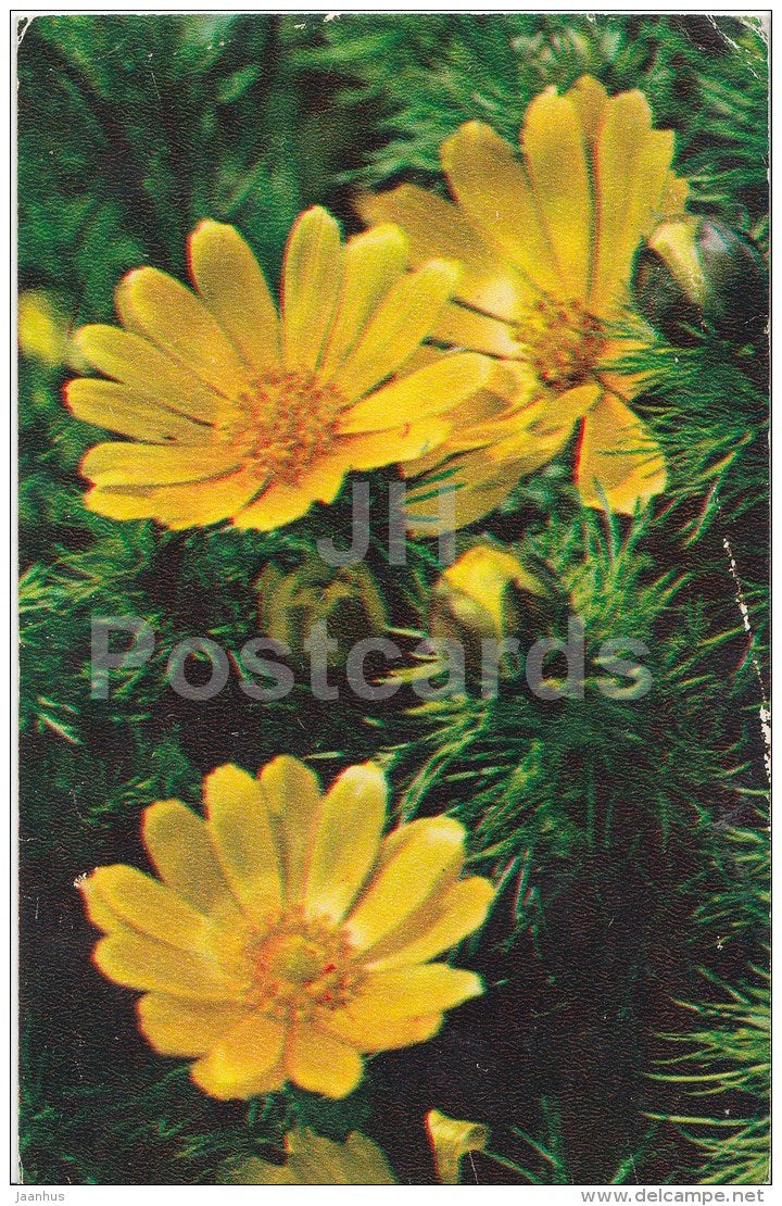 Greeting Card - Adonis - flowers - 1974 - Russia USSR - used - JH Postcards