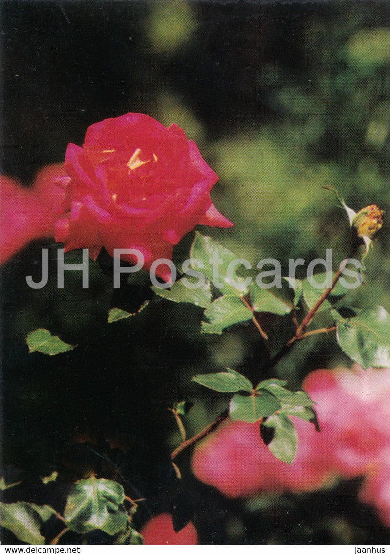 Red Rose - 1 - flowers - plants - Bulgaria - unused - JH Postcards