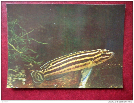 Convict julie - Julidochromis regani - aquarium fishes - 1982 - Russia USSR - unused - JH Postcards