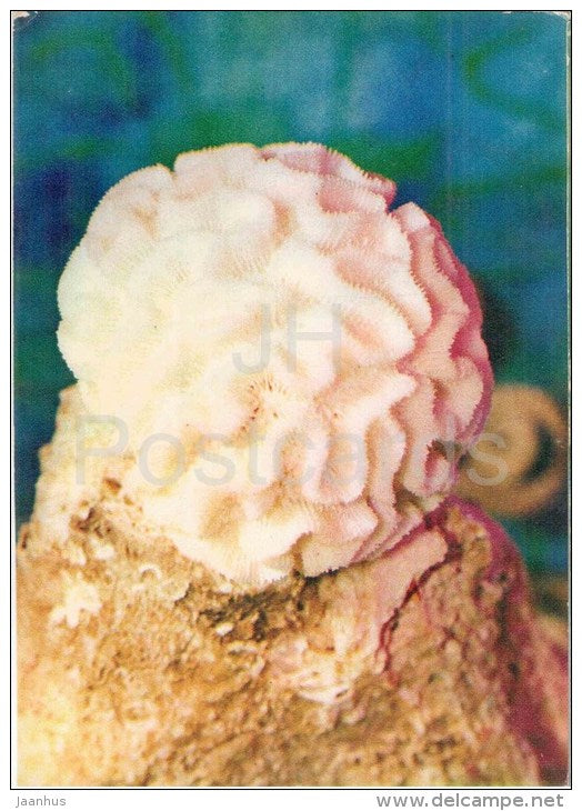Brain Coral - Diploria Sp - 1975 - Russia USSR - unused - JH Postcards