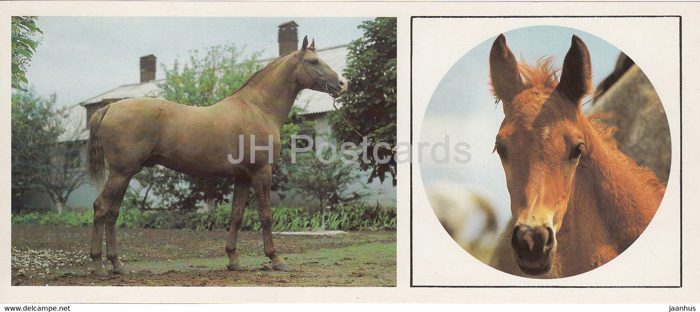 Russian Don horse - horse breeds - 1988 - Russia USSR - unused - JH Postcards