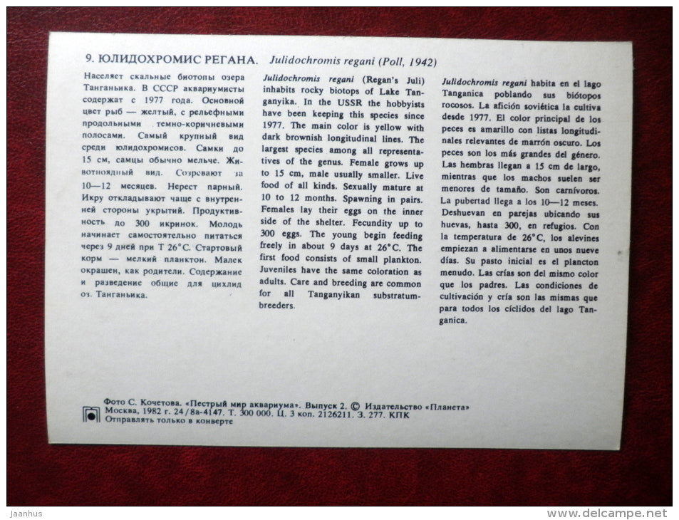 Convict julie - Julidochromis regani - aquarium fishes - 1982 - Russia USSR - unused - JH Postcards
