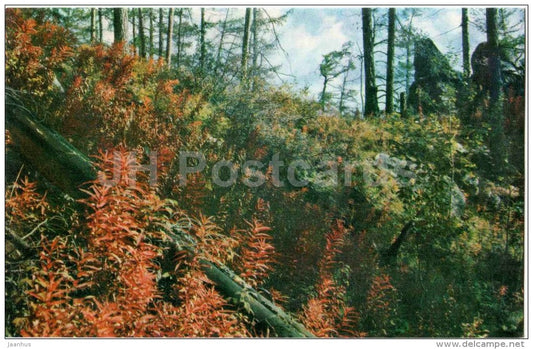 midday in the forest - Lake Teletskoye - Altay - 1972 - Russia USSR - unused - JH Postcards