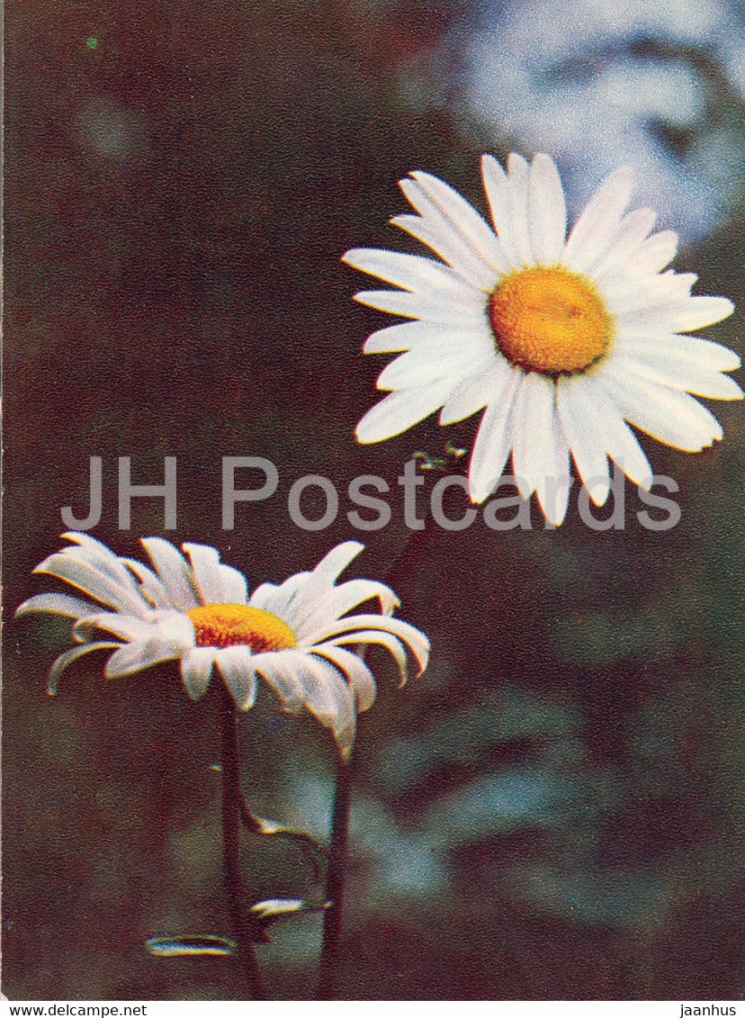 Oxeye daisy - Leucanthemum vulgare - plants - flowers - 1971 - Russia USSR - unused - JH Postcards