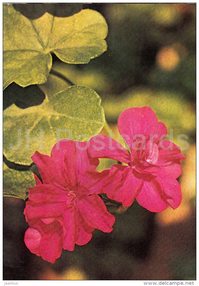 Rheinland - flowers - Geranium - 1985 - Czech - Czechoslovakia - unused - JH Postcards