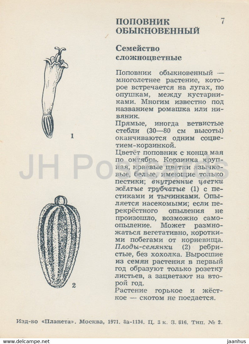 Marguerite Oxeye - Leucanthemum vulgare - plantes - fleurs - 1971 - Russie URSS - inutilisé