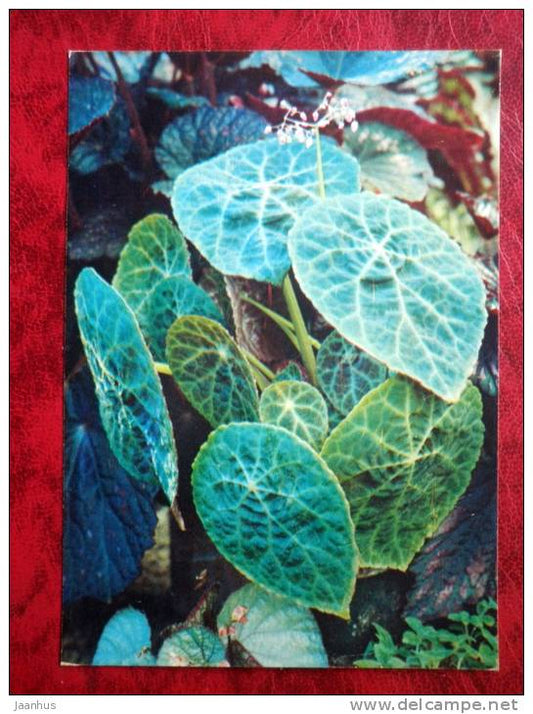 Fire King Begonia - Begonia goegoensis - flowers - 1987 - Russia - USSR - unused - JH Postcards