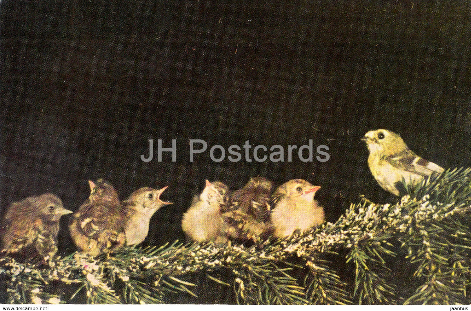 Goldcrest - Regulus regulus - birds - 1968 - Russia USSR - unused - JH Postcards