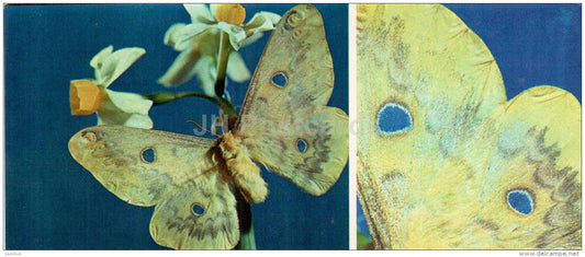 Rhodinia fugax - moth - butterfly - 1976 - Russia USSR - unused - JH Postcards