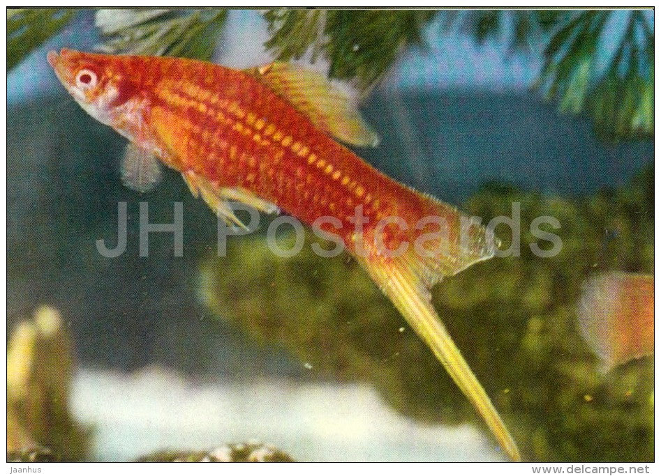 6 - Ornamental Fishes - old postcard - Vietnam - unused - JH Postcards