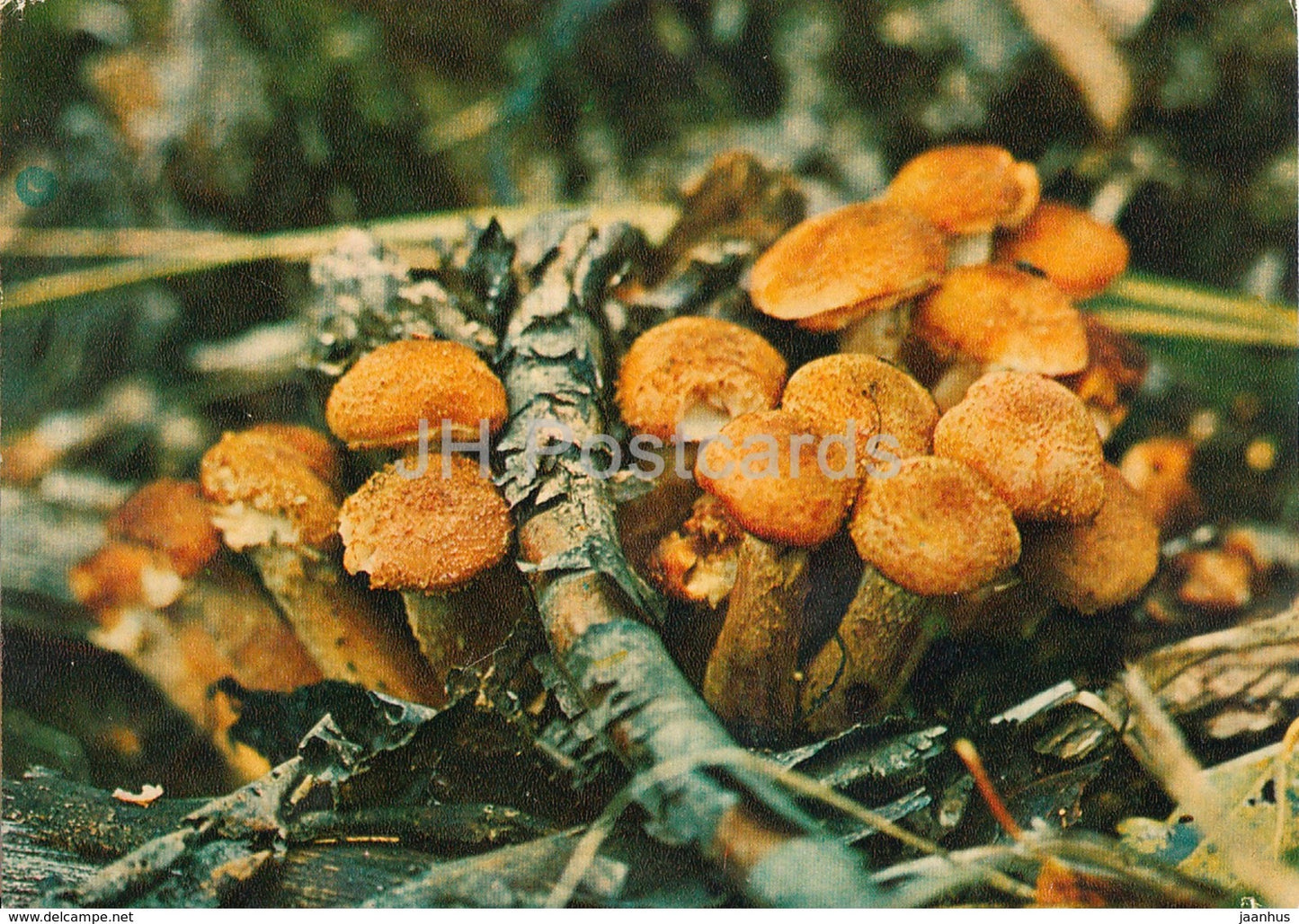 Honey fungus - Armillaria - Mushrooms - 1980 - Russia USSR - unused - JH Postcards