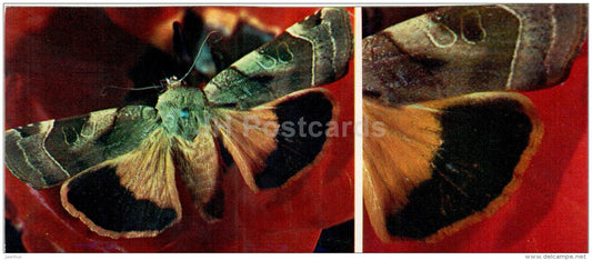 Noctua fimbriata - moth - butterfly - 1976 - Russia USSR - unused - JH Postcards
