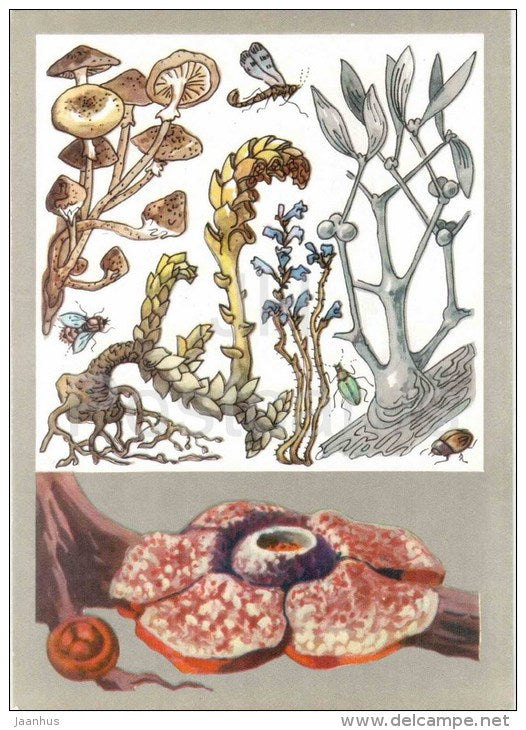 Rafflesia Arnoldi - Mistletoe - Orobanche - Lathraea - Armillaria - Amazing Plants - 1976 - Russia USSR - unused - JH Postcards