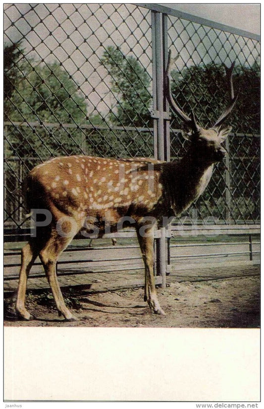 Fallow deer - Dama dama - Zoo - 1968 - Russia USSR - unused - JH Postcards