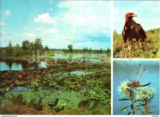 Golden eagle - Aquila chrysaetos - Dragonfly - Skimmer - Libellula - insects - birds - 1977 - Estonia USSR - unused - JH Postcards